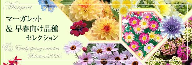マーガレット＆早春向け品種セレクション2026
