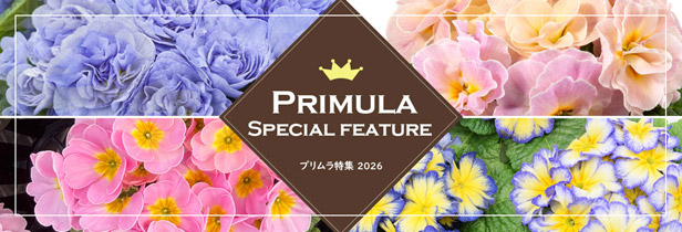 プリムラ特集2026