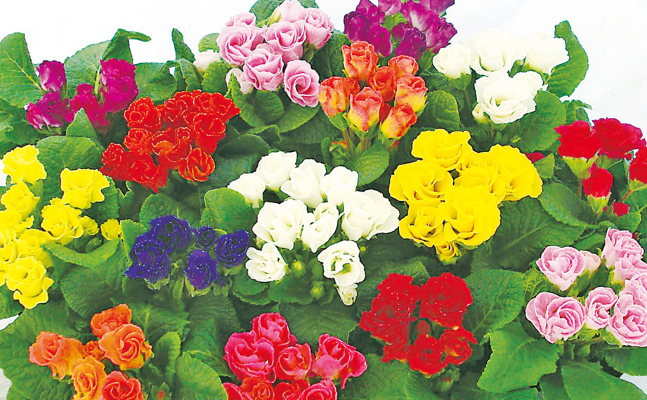 プリムラ ジュリアン　キャンディINブライド シリーズ<