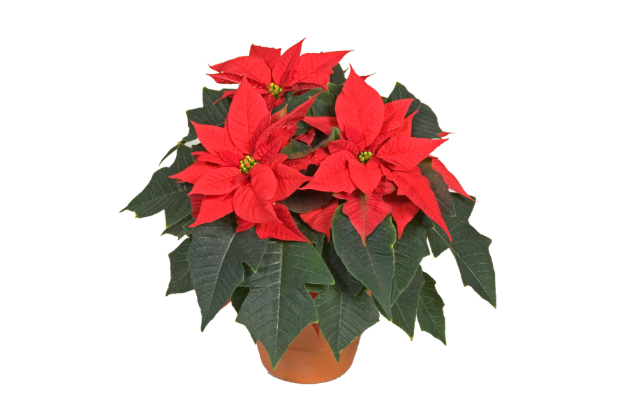 ポインセチア　ミラレッド<