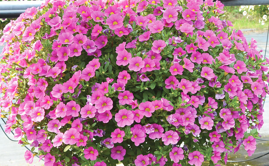 カリブラコア　チアポップ シリーズ<