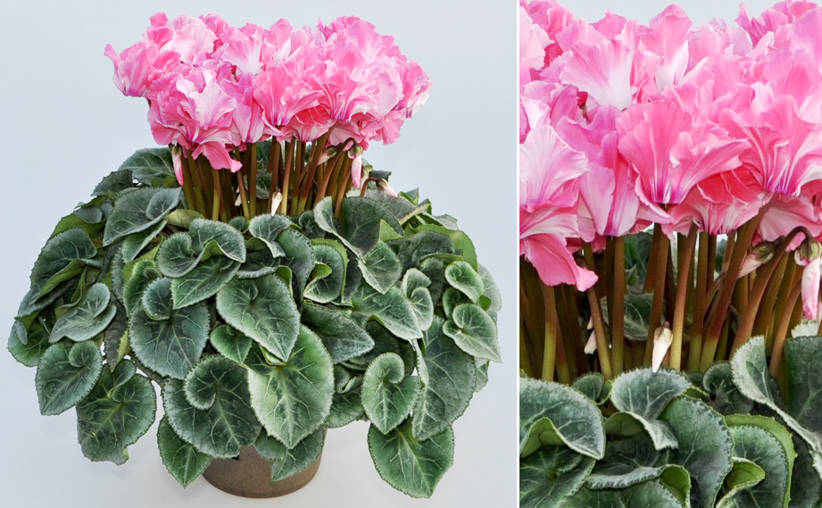 シクラメン F1　ミルキーガール<