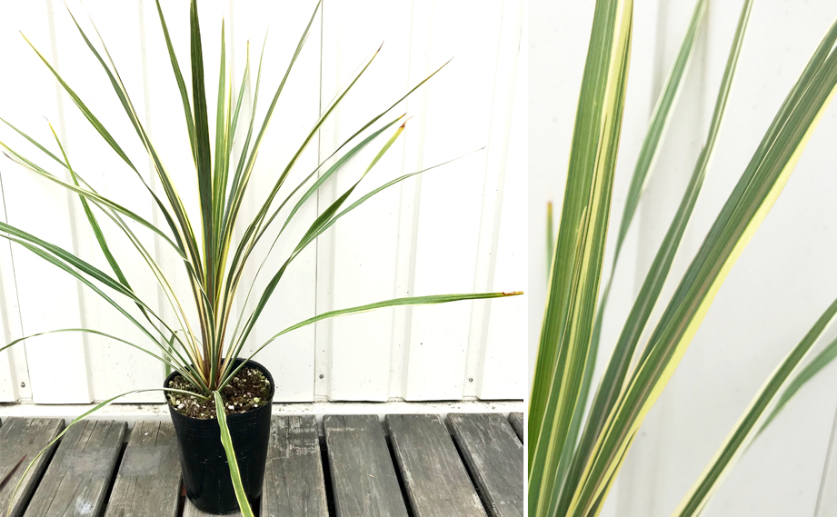 コルジリネ オーストラリス　ダズラーデライト<