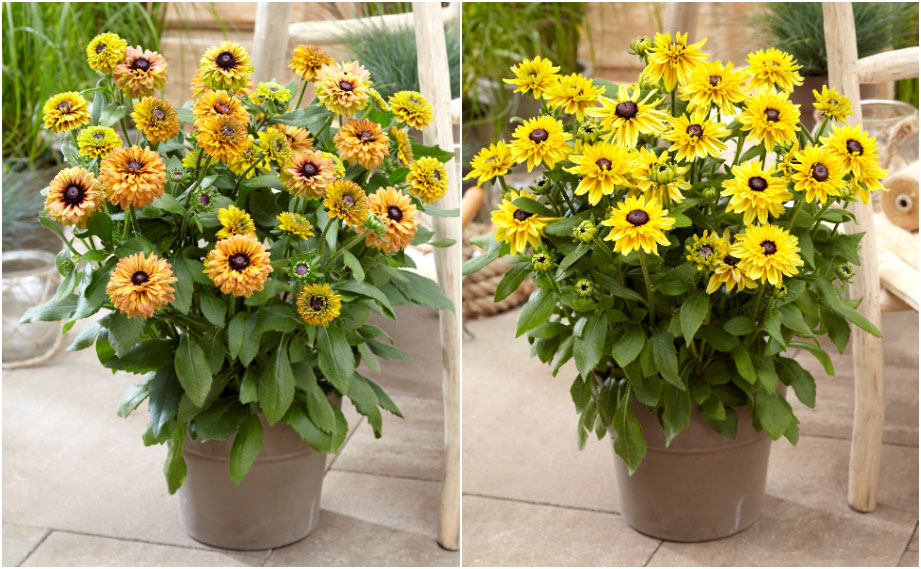 ルドベキア　アーバンサファリ<