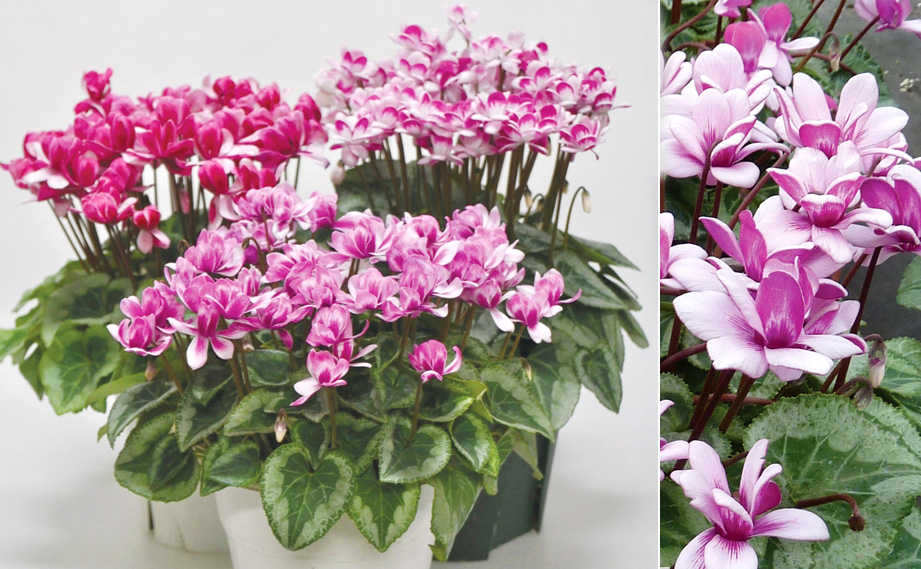 シクラメン　フェアリーピコ プチダブル シリーズ<