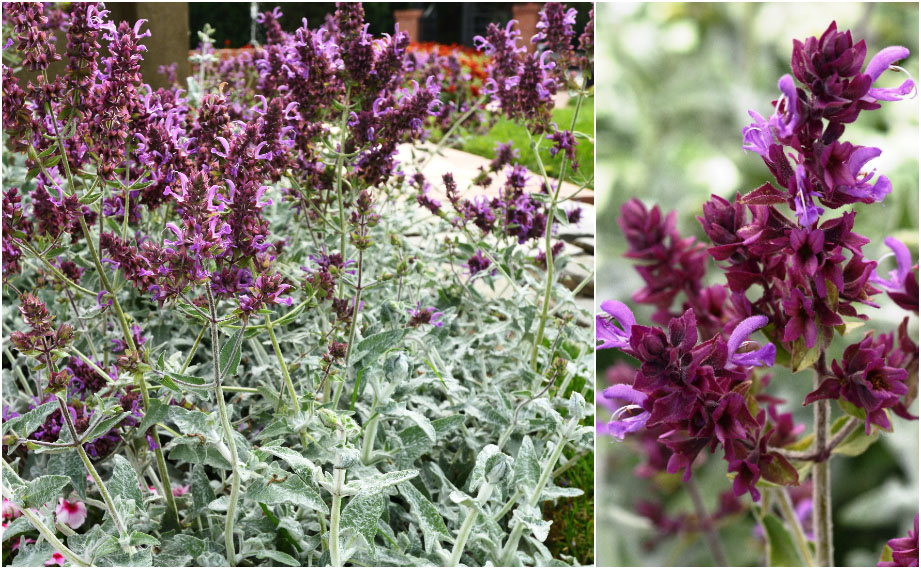 サルビア カナリエンシス　ランスロット<