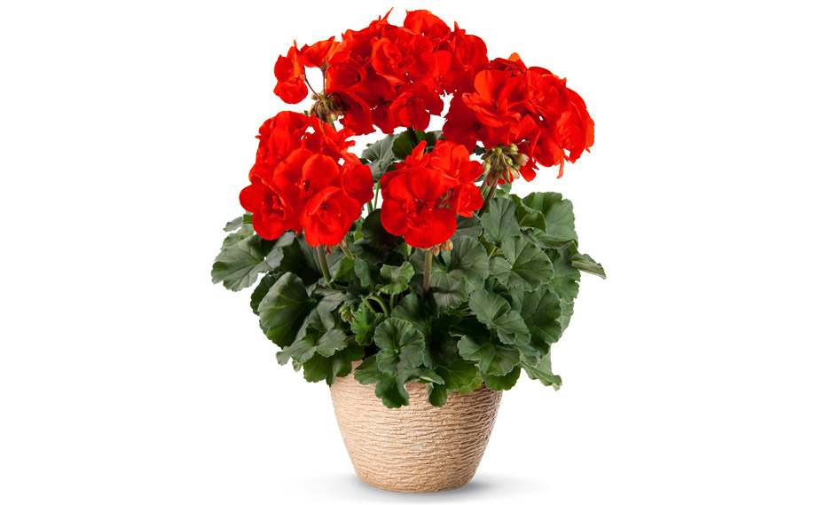 ゼラニウム　ダークライン<