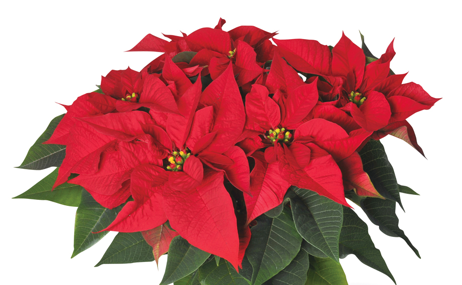 ポインセチア　プリマベーラ<