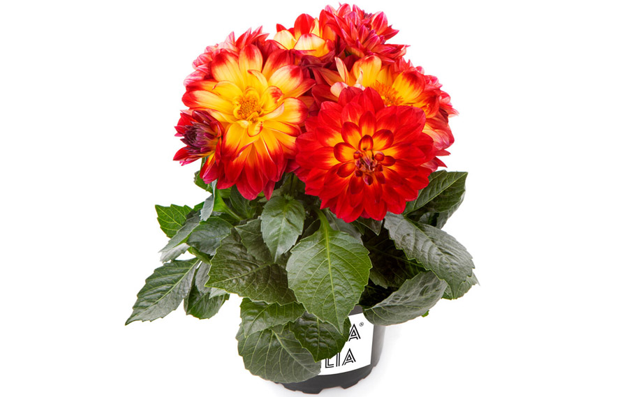 ダリア　ラベラ・ミディオ<