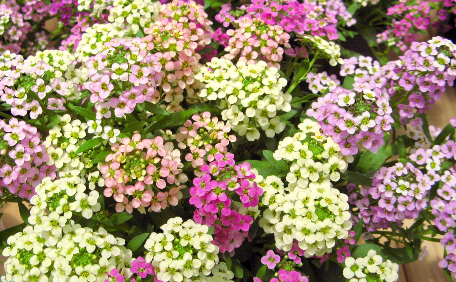 アリッサム　アルール シリーズ<