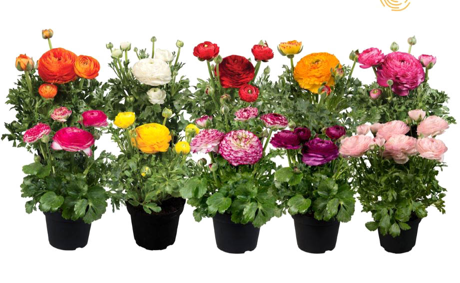 ラナンキュラス F1　スプリンクルス シリーズ<