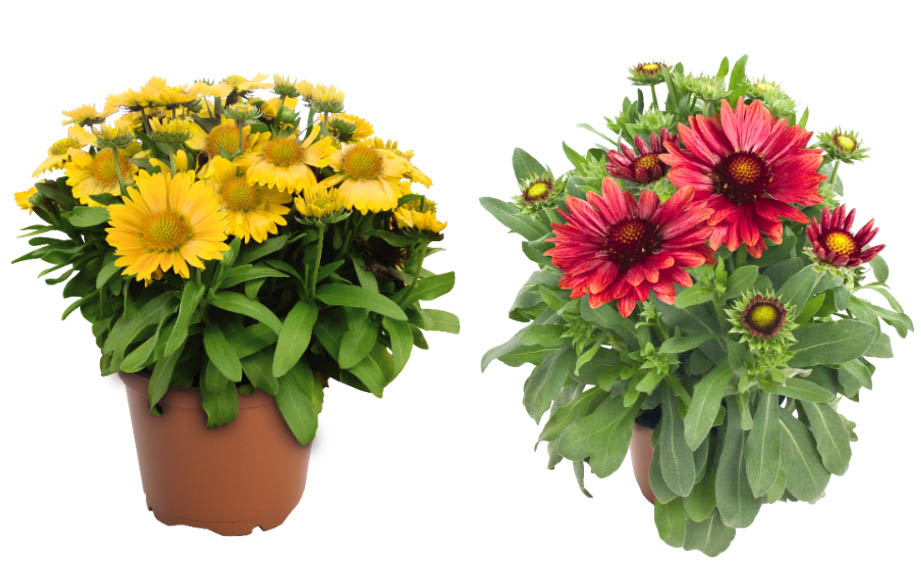 ガイラルディア　アリゾナ シリーズ<