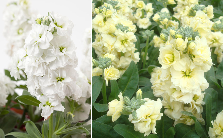 ストック　ベイビー ハイダブル シリーズ<