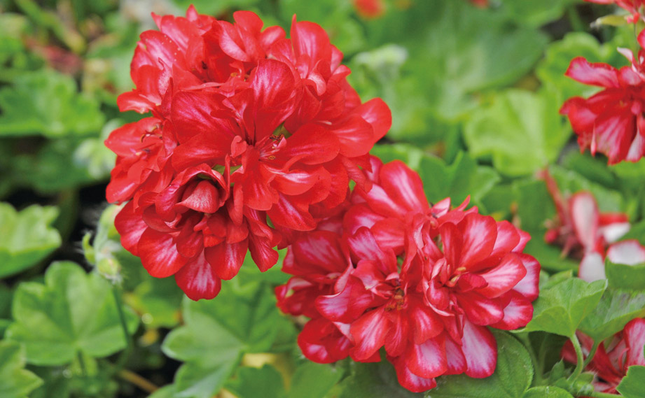 ゼラニウム　コンテッサ<