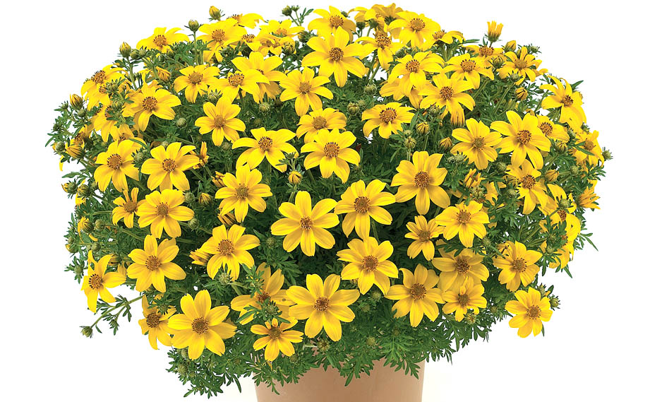 ビデンス　イエローチャーム<