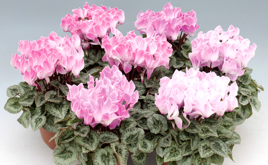 シクラメン F1　アポロ シリーズ<