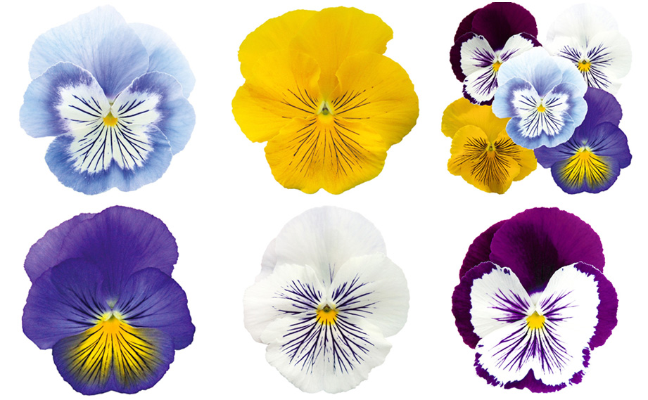 パンジー　キャッツプラス<