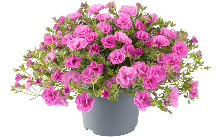 カリブラコア　ロージーズ<