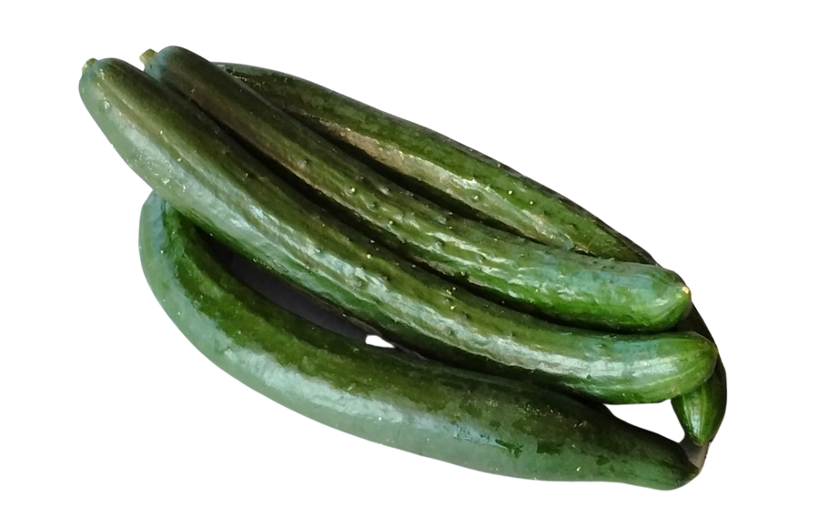 キュウリ　夏すずみ<