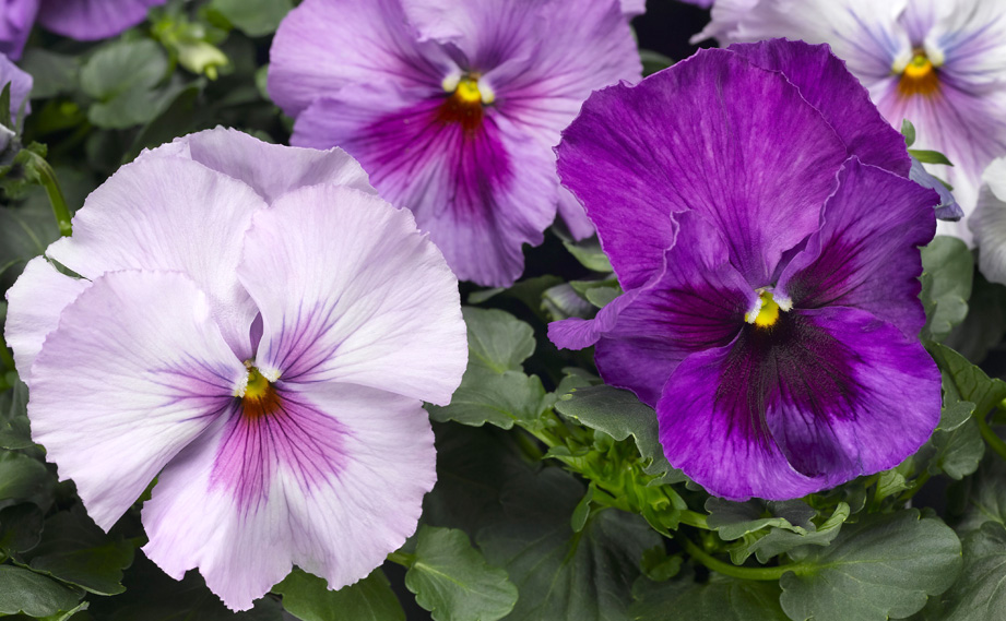 パンジー F1　デルタPRO(デルタプロ) シリーズ<