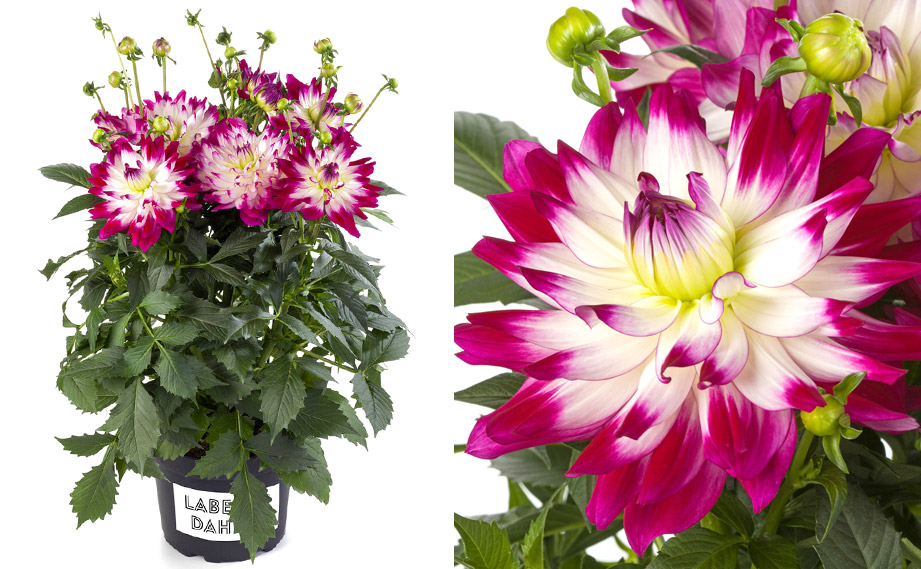 ダリア　ラベラ・マジョーレ<