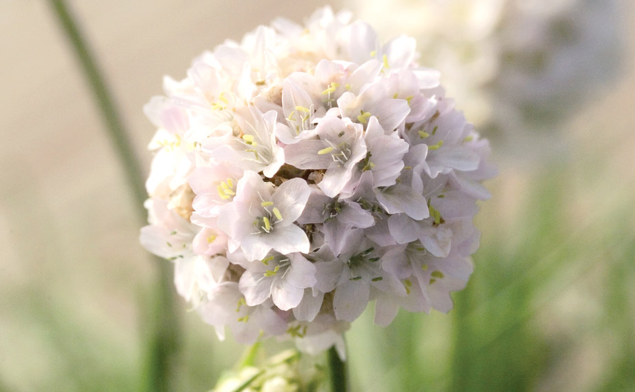 アルメリア　モーニングスター シリーズ<