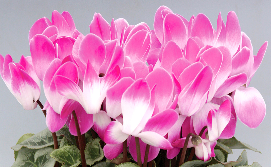 シクラメン　キアンティ シリーズ<