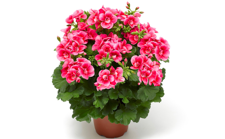 ゼラニウム　プリティリトルピンク<