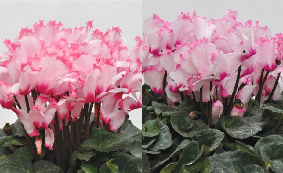 シクラメン　エレガント シリーズ<