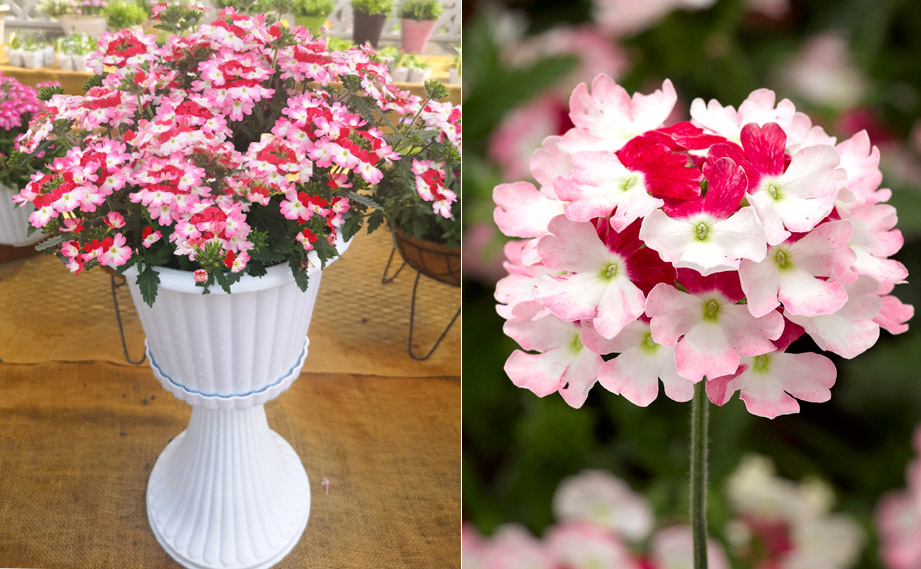 バーベナ　ラナイ<