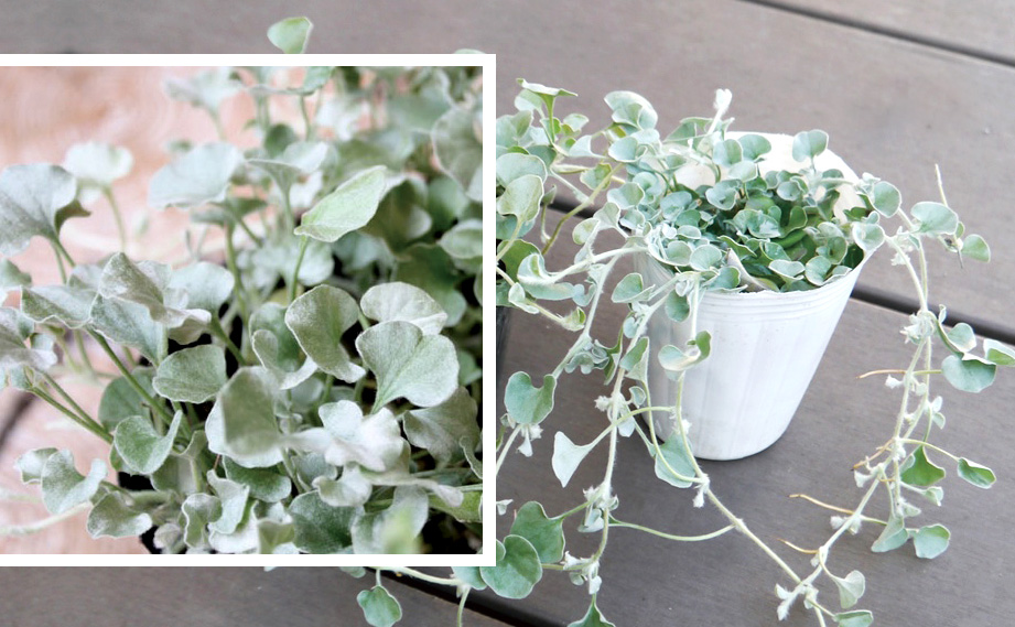 ディコンドラ　シルバーフォール<