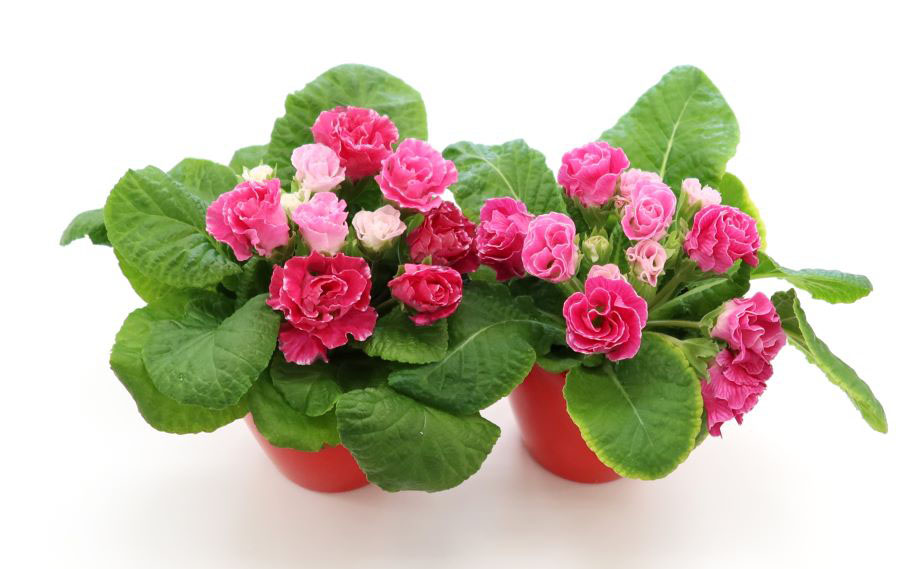 プリムラ ジュリアン　プレミアムジュリアン いちごのミルフィーユ<