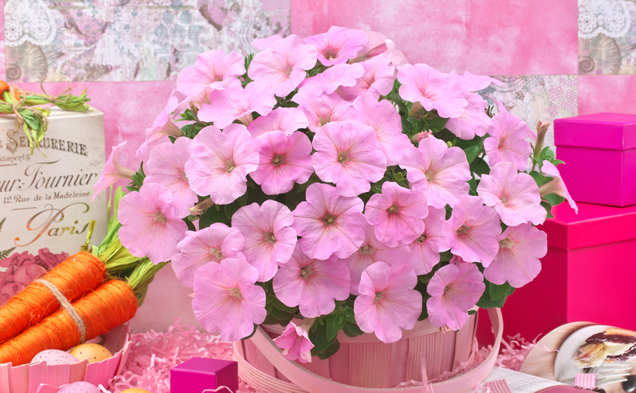 ペチュニア　ディーバ<