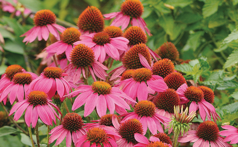 エキナセア　パウワウ シリーズ<