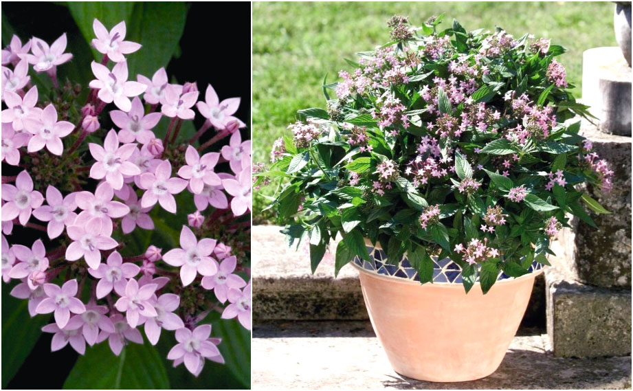 ペンタス F1　ノーザンライト ラベンダー<