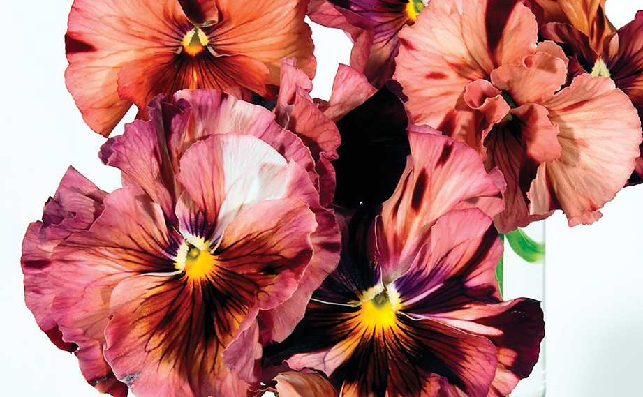 パンジー F1　キャンティ<