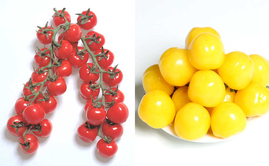 ミニトマト　CFプチぷよ シリーズ<