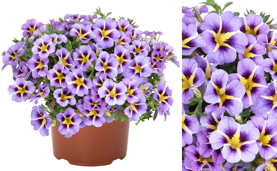 カリブラコア　ティックトック<