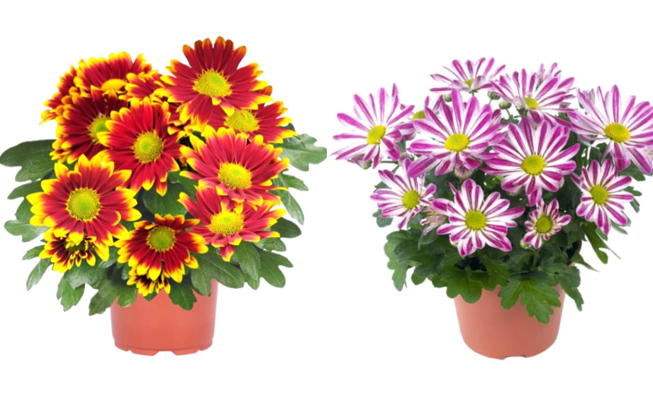 ポットマム　レインボー シリーズ<