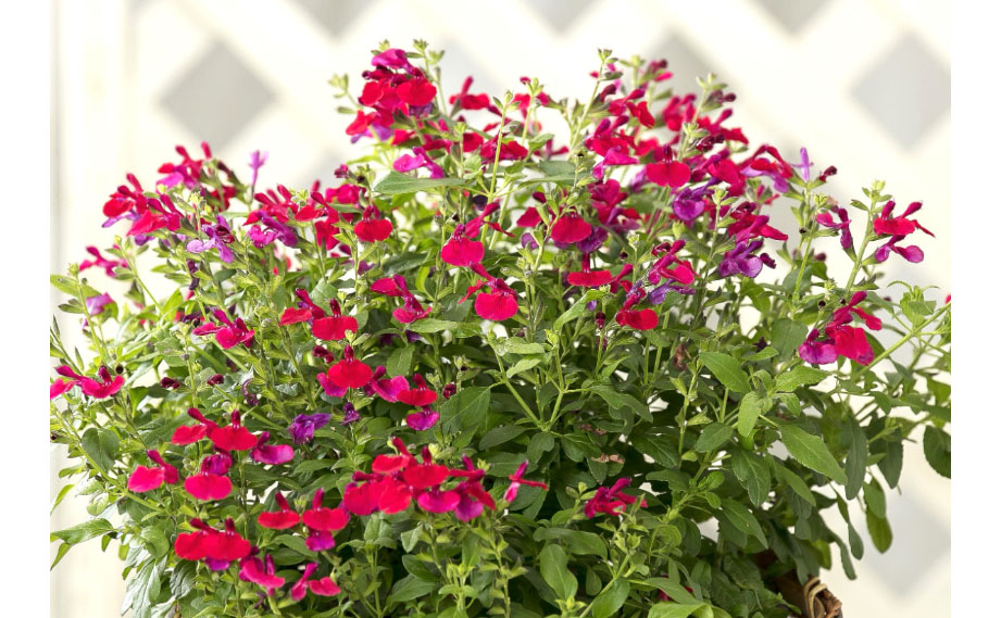 サルビア F1　ミラージュ<