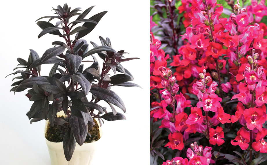 キンギョソウ　ミニチェリーコーラ<