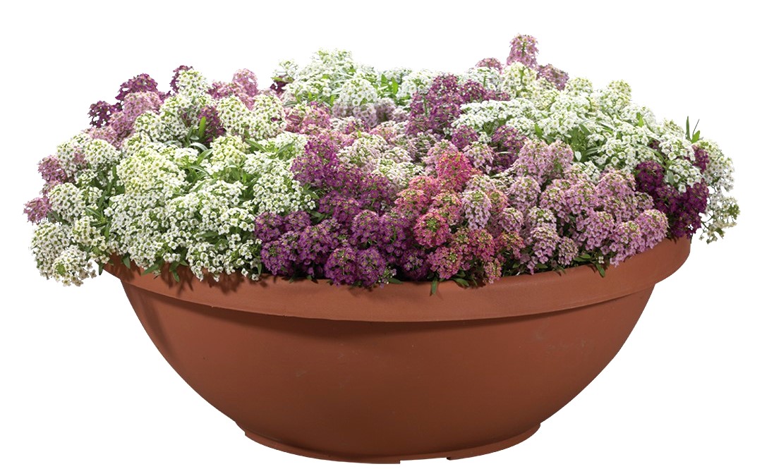 アリッサム　ワンダーランド シリーズ<