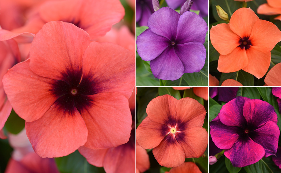 ビンカ　タトゥー シリーズ<