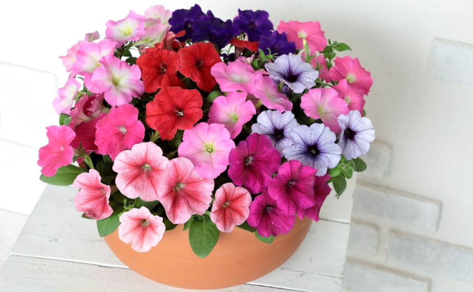 ペチュニア　よく咲くペチュニア バカラiQ シリーズ<