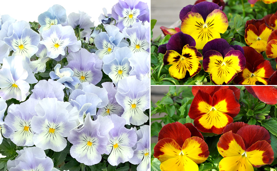 パンジー　プティ・シャトン<