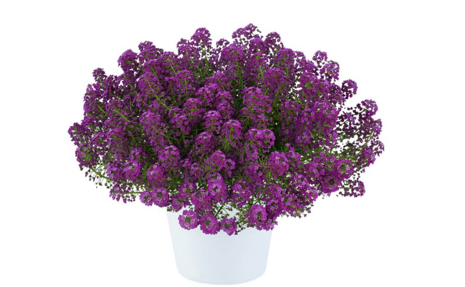 ロブラリア(アリッサム)　ストリーム コンパクト<