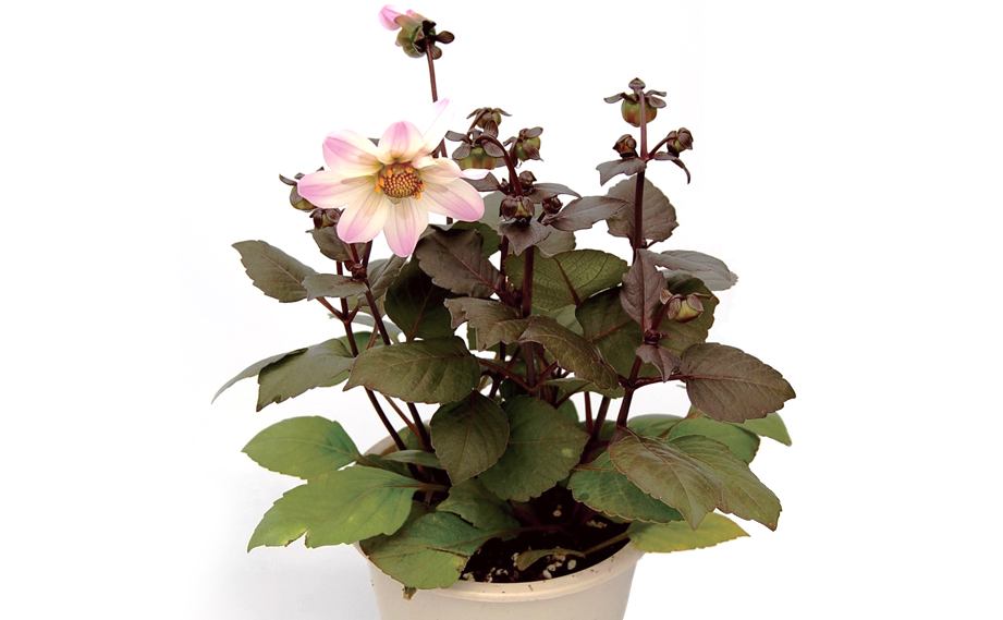 ダリア　ガーデンダリア シリーズ<