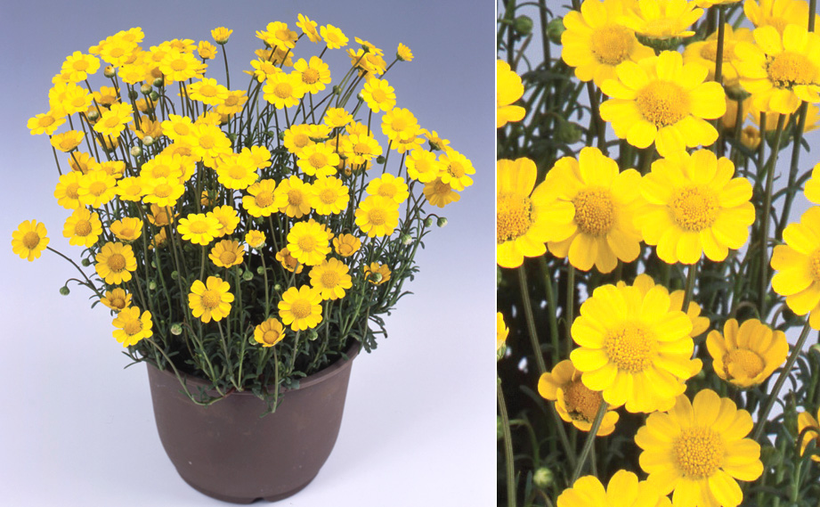 クリサンセマム ムルチコーレ　アップライトイエロー<