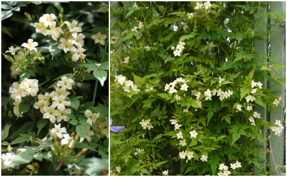 ジャスミナム　クロテッドクリーム<