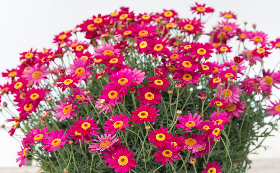 マーガレット　マルスレッド